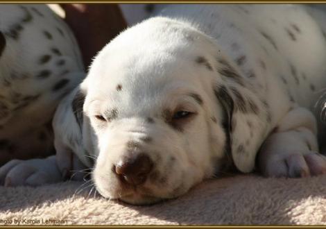 Rüde Nr. 1: blaues Halsband
