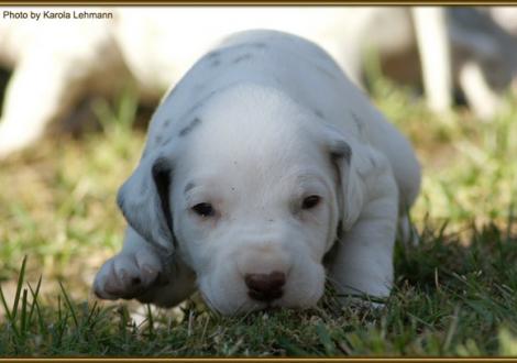 Rüde Nr. 2: grünes Halsband