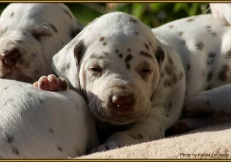 Rüde Nr. 3: rotes Halsband