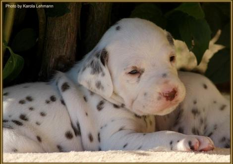 Hündin Nr. 1: lila Halsband