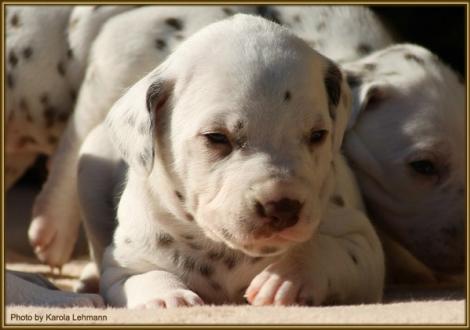 Hündin Nr. 2: rosa Halsband