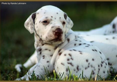 Hündin Nr. 3: oranges Halsband