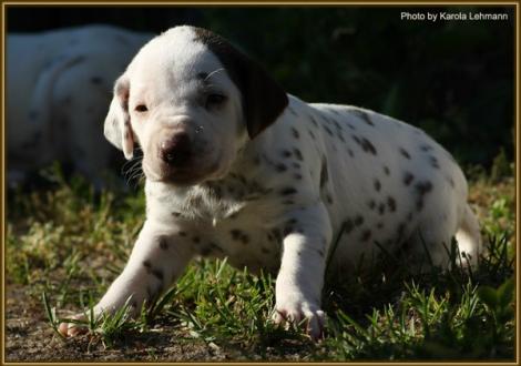 Hündin Nr. 4: ohne Halsband (Kopf-Ohren-Platte)