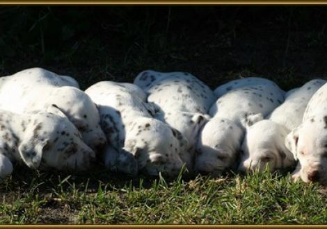 Die sieben Zwerge auf einen Streich