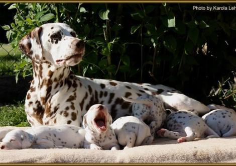 Mama Latoya vom Teutoburger Wald ist mit Herz und Seele dabei!