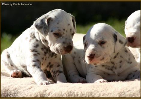 Lady Orange & Lady Rosa