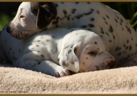 Lady Platte & Mr. Blau