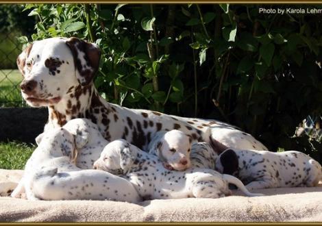 Mama Latoya vom Teutoburger Wald genießt mit ihren Welpen die Sonne!