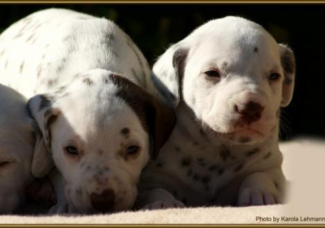 Lady Platte & Lady Rosa