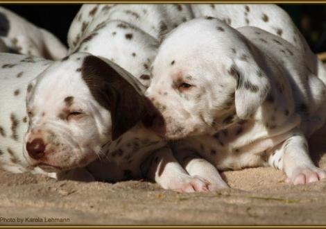 Lady Platte & Lady Rosa