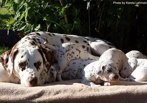 ... sehr gelassen, glücklich und zufrieden! (Latoya vom Teutoburger Wald mit ihren 7 Zwergen)