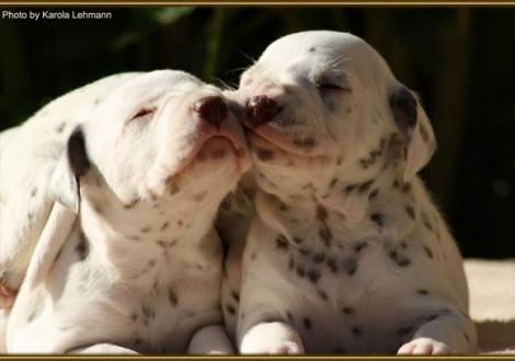 Mr. Grün & Lady Rosa