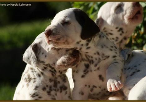 Lady Orange & Lady Platte