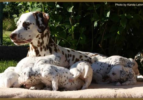 ...die Kinder können aber auch nie still liegen! (Latoya vom Teutoburger Wald mit ihren 7 Zwergen)