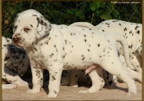 Rüde Nr. 1: blaues Halsband