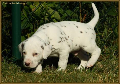 Rüde Nr. 2: grünes Halsband