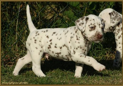 Rüde Nr. 3: rotes Halsband