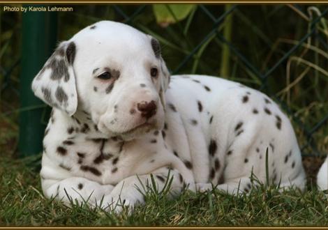 Hündin Nr. 1: lila Halsband