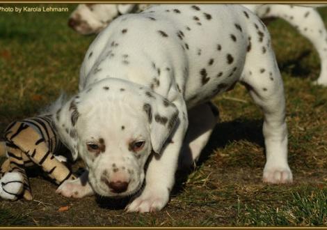 Hündin Nr. 2: rosa Halsband