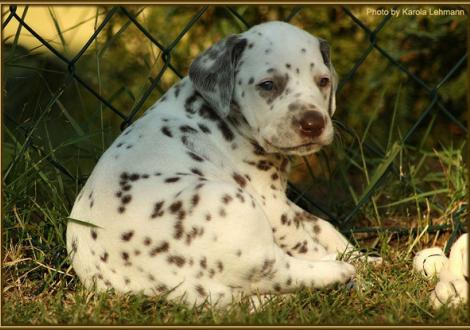 Hündin Nr. 3: oranges Halsband