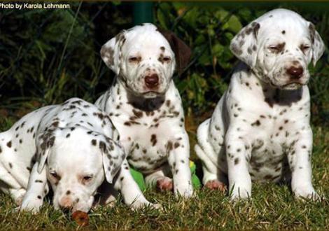 Lady Lila mit Lady Platte & Mr. Blau