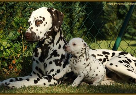 Lady Lila schleimt sich ein bei Tante Christi ORMOND First Fairytale (gen. Hope)