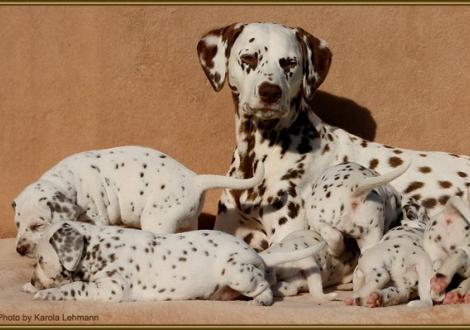Mama Latoya vom Teutoburger Wald genießt ihre Kinderschar