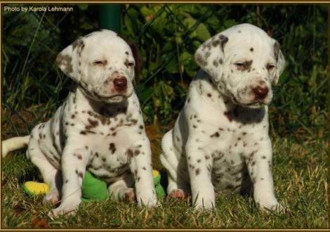 Lady Platte & Mr. Blau