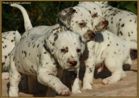Lady Rosa & Lady Orange