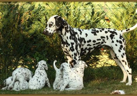 Tante Christi ORMOND First Fairytale gen. Hope begutachtet die süßen Zwerge