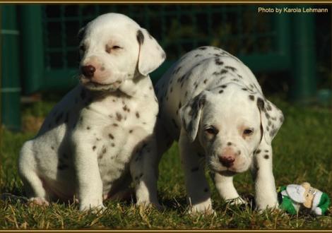 Mr. Grün & Lady Lila