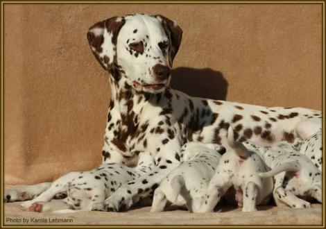 Mama Latoya vom Teutoburger Wald mit ihrem S-Wurf