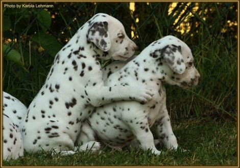 Lady Lila & Mr. Blau