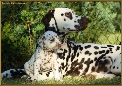 Tante Christi ORMOND First Fairytale gen. Hope & Mr. Rot