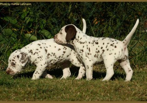 Mr. Rot & Lady Platte