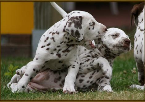 Lady Lila & Lady Orange