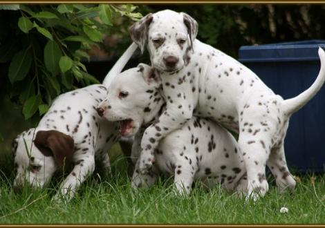 Lady Platte mit Lady Lila & Lady Orange
