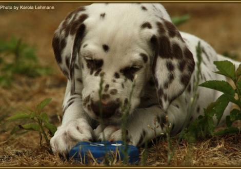 Shir Khan vom Teutoburger Wald