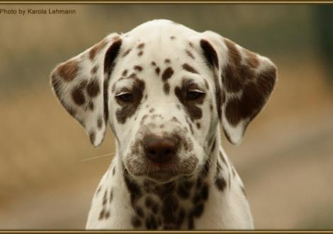 Southern Moon vom Teutoburger Wald
