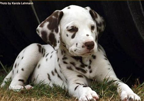 Samoa`s Sunrise vom Teutoburger Wald