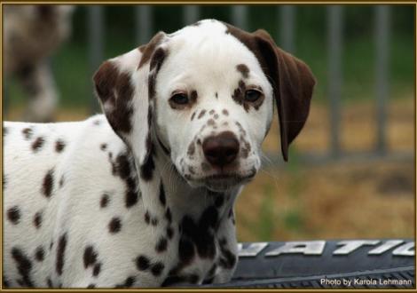 Smiling Sambuca vom Teutoburger Wald