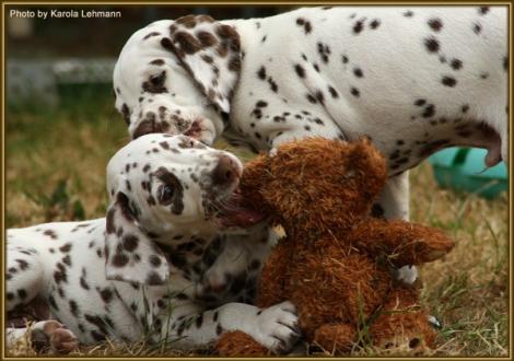Southern Moon vom Teutoburger Wald & Shir Khan vom Teutoburger Wald