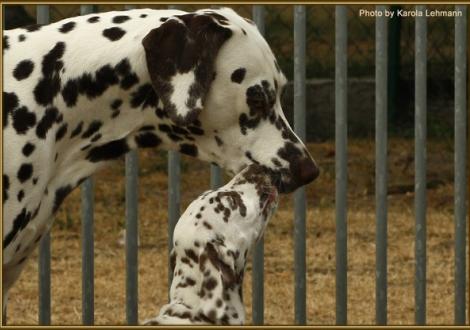 Onkel Christi ORMOND Extreme Emotional & Southern Moon vom Teutoburger Wald