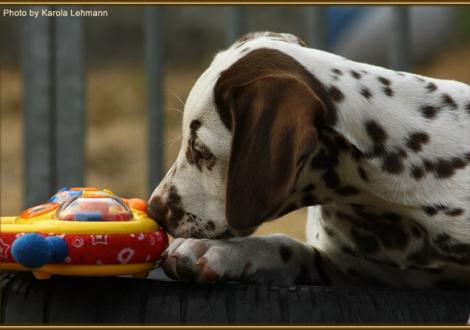 Smiling Sambuca vom Teutoburger Wald
