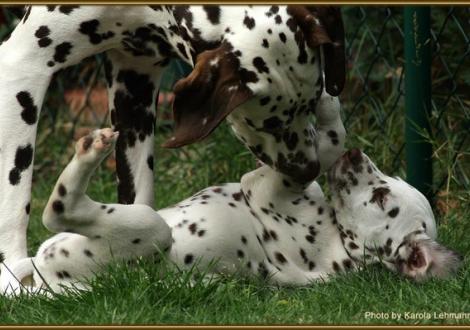 Shir Khan vom Teutoburger Wald mit seiner Halbschwester Quality Queen vom Teutoburger Wald (gen. Que)
