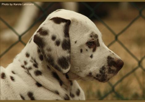 Shining Star vom Teutoburger Wald