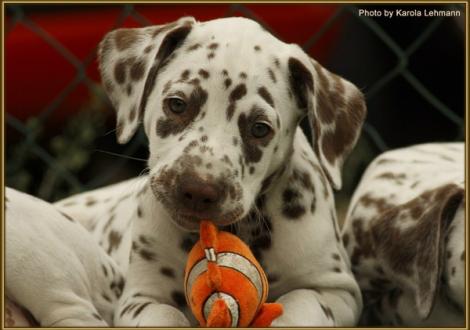 Southern Moon vom Teutoburger Wald