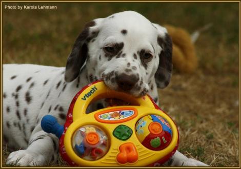 Shir Khan vom Teutoburger Wald