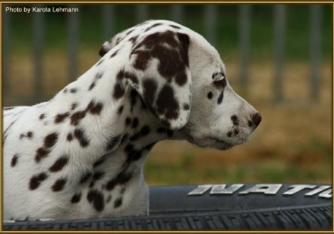 Samoa`s Sunrise vom Teutoburger Wald