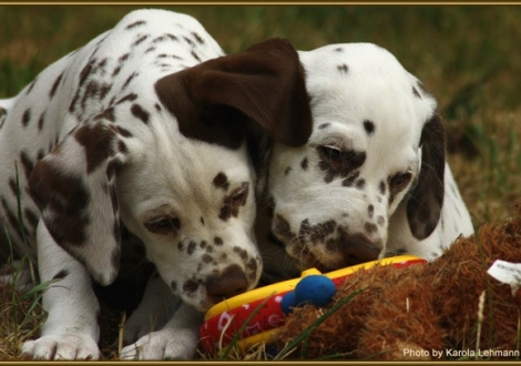 Smiling Sambuca vom Teutoburger Wald & Shir Khan vom Teutoburger Wald